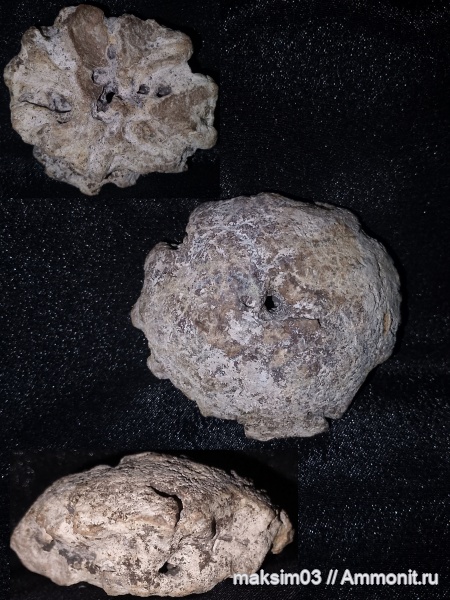 мел, губки, Porifera, hexactinellida, гексактинеллиды
