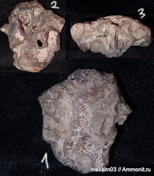 губки, меловой период, Plocoscyphia, hexactinellida, гексактинеллиды