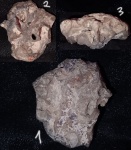 Окремненная губка 1,  Plocoscyphia?