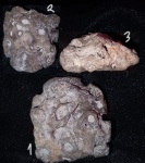 Окремненная губка из Хмелевского, Plocoscyphia?