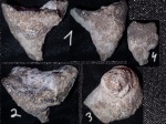 Sporadoscinia sp.