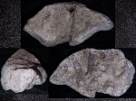 Фрагмент губки, Coeloptychium tenuialtus?