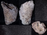 Небольшая губка Sororistirps radiatum