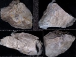 Порода с различными частями Inoceramus