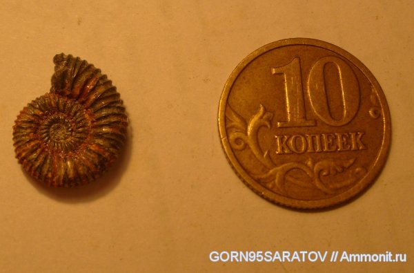 Peltoceras