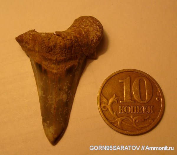 зубы акул, shark teeth