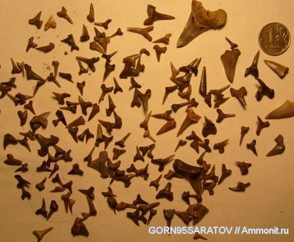 зубы акул, shark teeth