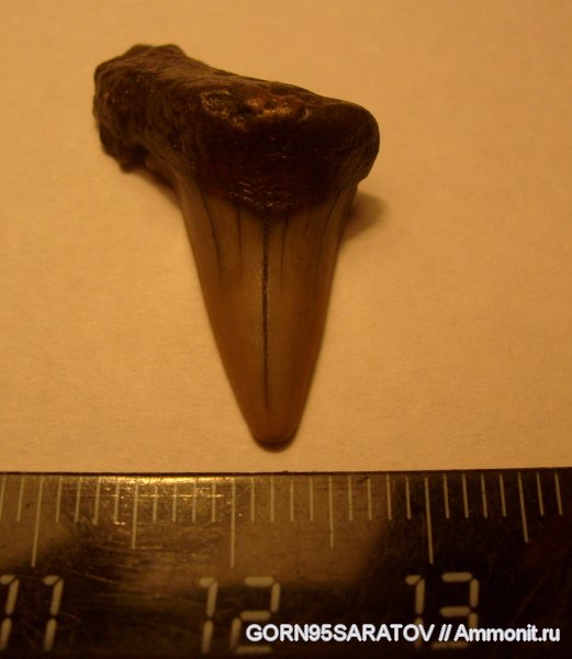 Cretoxyrhina