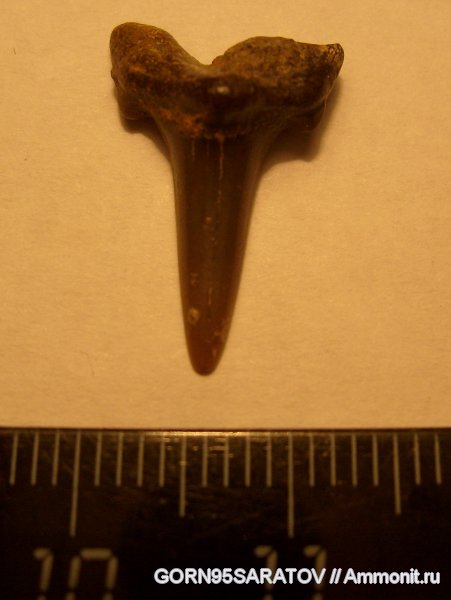 Cretalamna