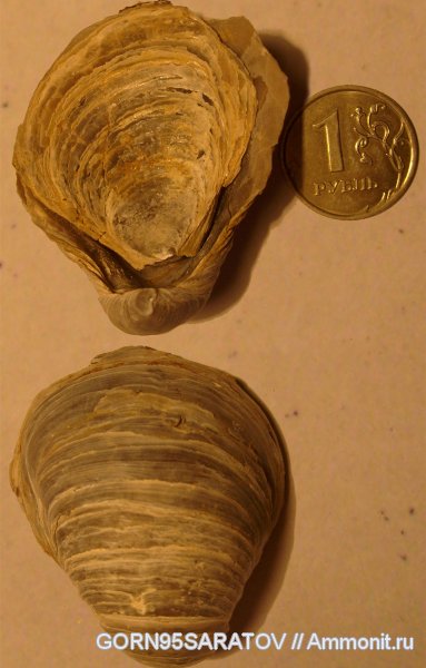 Gryphaea