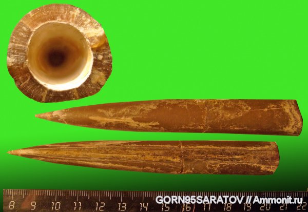 юра, Cylindroteuthis, ростры, Jurassic