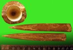 Cylindroteuthis sp. Помогите с определением вида
