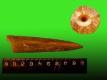 Cylindroteuthis (Communicobelus) subextensa  (Nik.),
