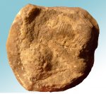 Брахиоподы и иглы морских ежей на коралле.Увеличение