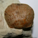 Progonambonites sp.