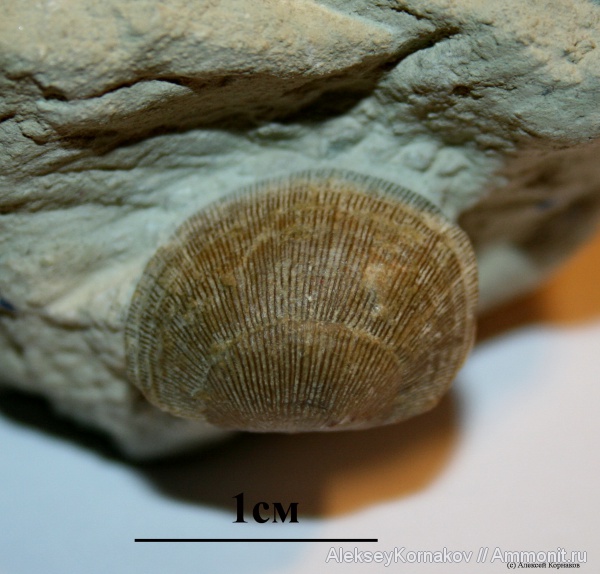брахиоподы, ордовик, Вильповицы, Ленинградская область, Orthida, Krattorthis verneuili, Krattorthis, Ordovician