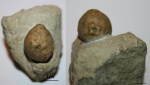 Hemicosmites sp.