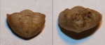 Asaphus sp. Верхний ордовик