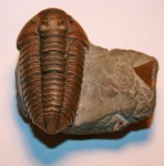 Flexicalymene retrorsa