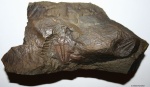 Трилобиты Paradoxides gracilis (BOECK  1827)