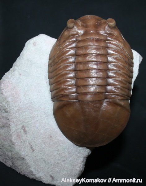 трилобиты, ордовик, Asaphus, Asaphus plautini