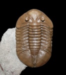 Трилобит Asaphus ingrianus Jaanusson, 1953