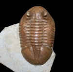 Трилобит Asaphus holmi F. Schmidt, 1901