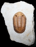 Трилобит Asaphus bottnicus Jaanusson, 1953