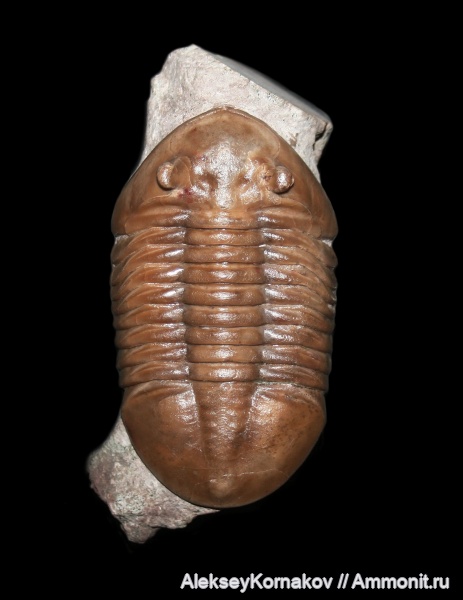 трилобиты, ордовик, Asaphus, Asaphus lepidurus