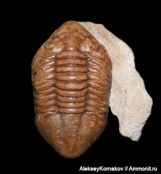 трилобиты, ордовик, Delphasaphus delphinus, Delphasaphus