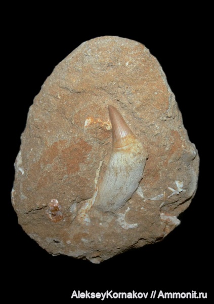 мел, мозазавры, Марокко, маастрихт, Platecarpus