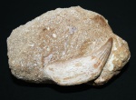 Зуб мозазавра Platecarpus ptychodon (Arambourg, 1954)