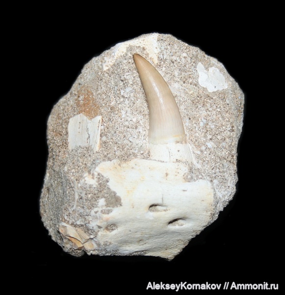 мел, мозазавры, Марокко, маастрихт, Eremiasaurus
