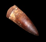 Зуб динозавра Spinosaurus aegyptiacus (Stromer, 1915)