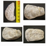 Брахиопода Aulosteges horrescens (Verneuil, 1845)