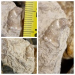 Коралл?