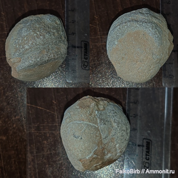 Финский залив