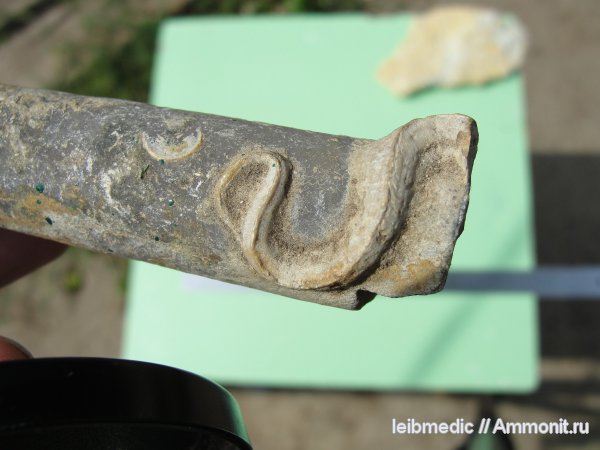 серпулы, Serpula, келловей, Serpulidae, Алпатьево, р. Ока, Propomatoceros, Callovian, Middle Jurassic