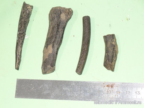 юра, позвоночные, мезозой, келловей, Алпатьево, Callovian, Jurassic, Middle Jurassic