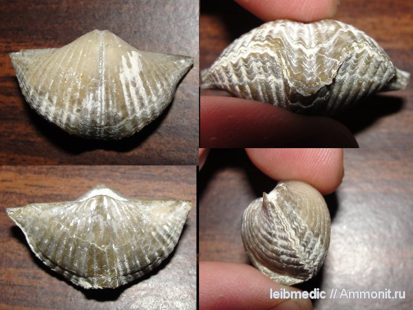 брахиоподы, карбон, Подмосковье, Brachythyrina, Spiriferida, Пирочи, Brachythyrina kleini