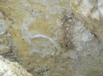 Euomphalus sp. в породе
