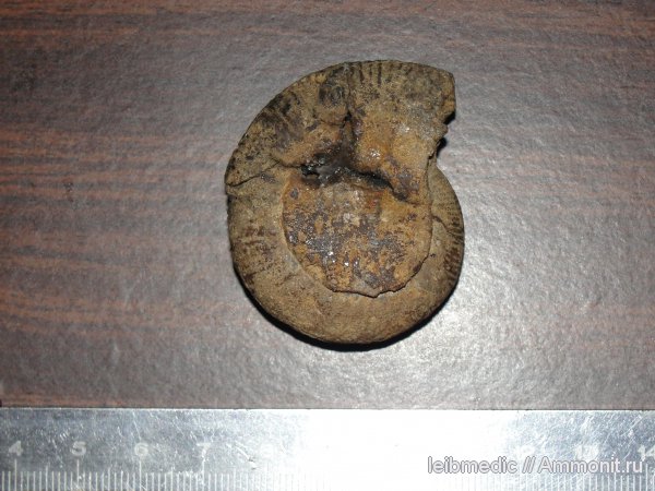 аммониты, юра, мезозой, келловей, Алпатьево, Ammonites, Callovian, Jurassic, Middle Jurassic