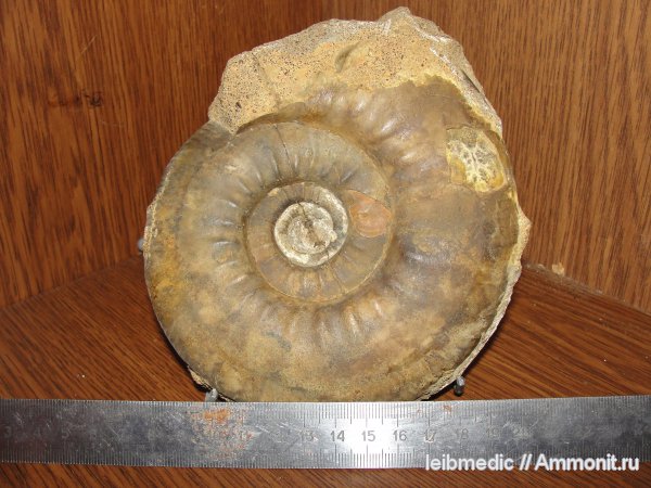 юра, мезозой, келловей, Indosphinctes, Никитино, Perisphinctidae, Callovian, Jurassic, Middle Jurassic