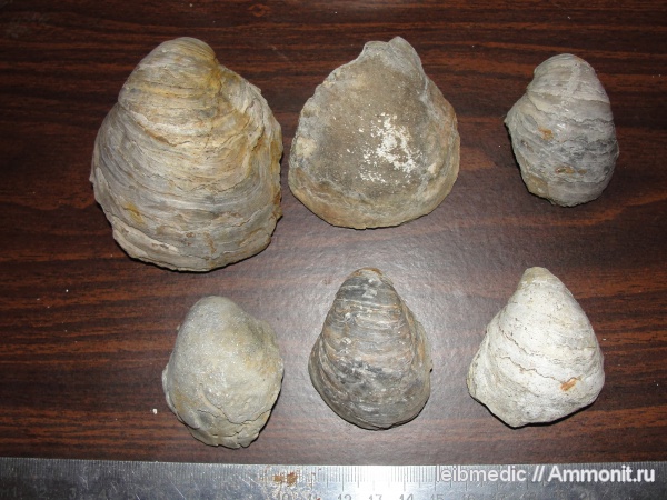 юра, мезозой, келловей, Gryphaea, Никитино, Callovian, Jurassic, Middle Jurassic