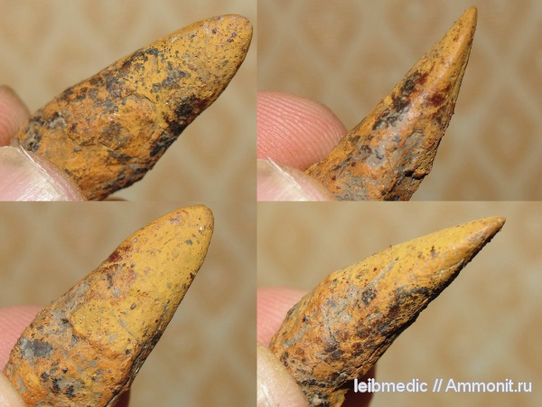 юра, зубы, мезозой, келловей, Никитино, Callovian, Jurassic, Middle Jurassic, teeth