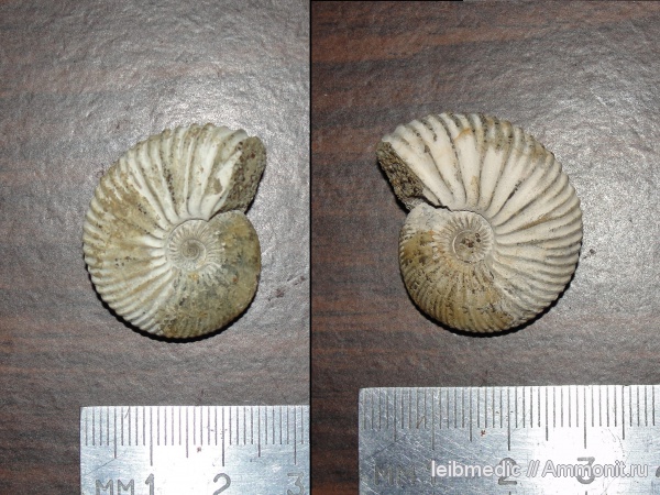 юра, мезозой, келловей, Pseudocadoceras, Никитино, Cardioceratidae, Callovian, Jurassic, Middle Jurassic