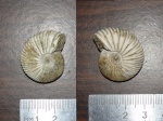 Pseudocadoceras