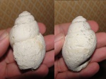 Гастропода
