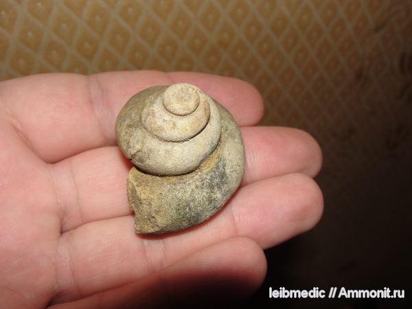 юра, Pleurotomaria, брюхоногие моллюски, Никитино, Jurassic
