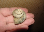 Pleurotomaria